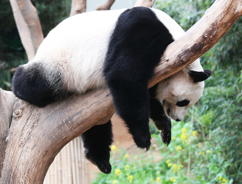 A tech company announced a partnership with a university to fund research in artificial intelligence