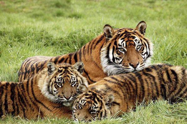 Doctors developed a new inhaler that works faster for children with asthma