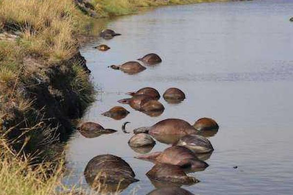 A famous athlete announced a charity foundation to support youth sports programs in low-income areas