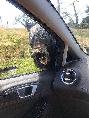 City council votes to ban plastic bags in all retail stores starting next year