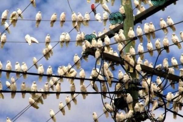The local community center offered free classes in cooking and nutrition