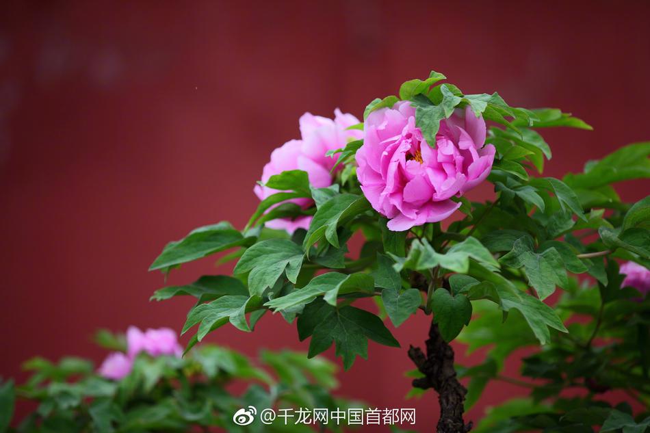 A golfer set a new course record during a professional tournament