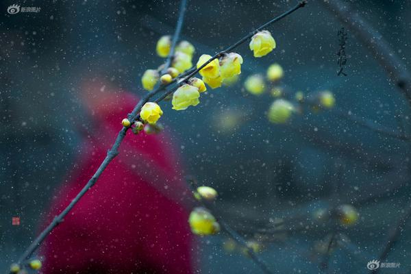 Students raised money for a local animal shelter through a charity event