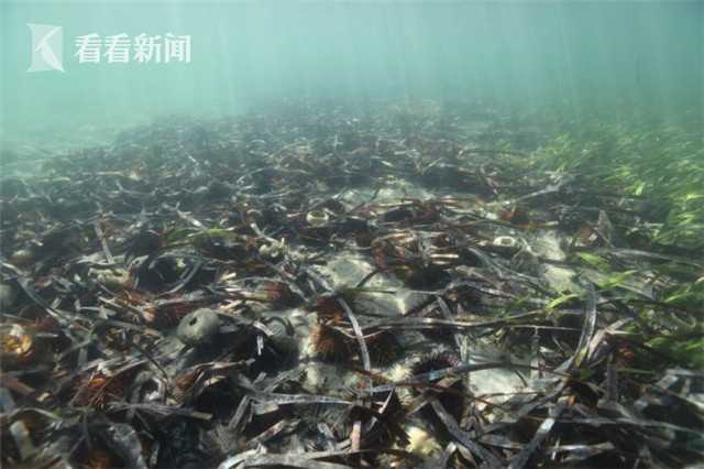 A major airline announced it will partner with a renewable energy company to power its flights with biofuel