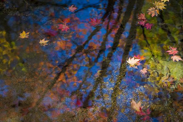 A national forest announced it will allow camping in more areas next year