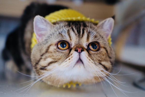 The local community organized a cultural festival to celebrate local traditions