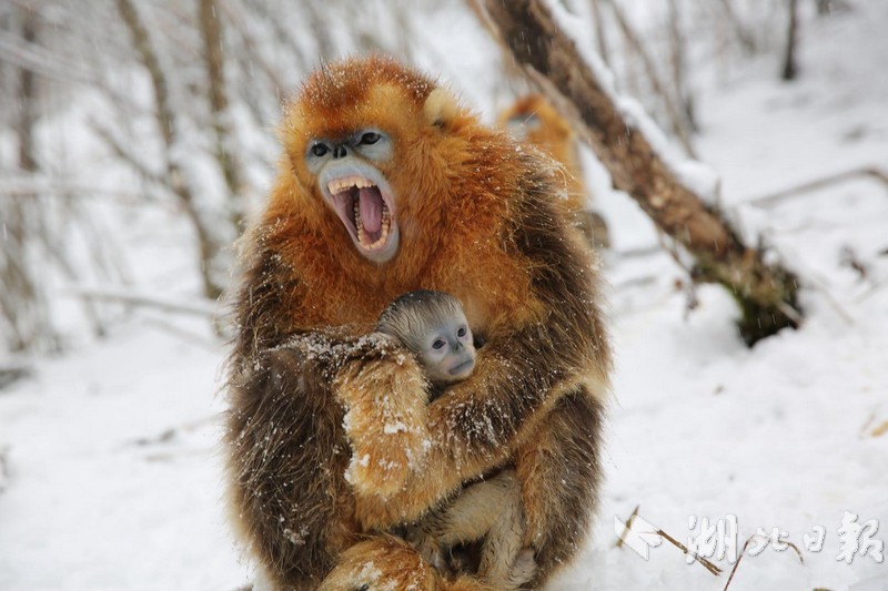 The military conducted a series of training exercises in a remote region to enhance readiness for potential threats.