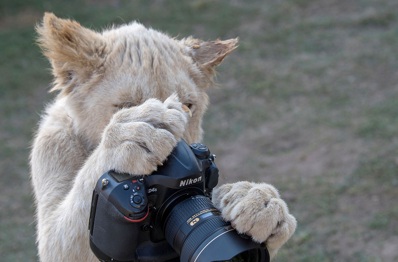 A tech company released a new laptop that is lighter and more powerful than previous models