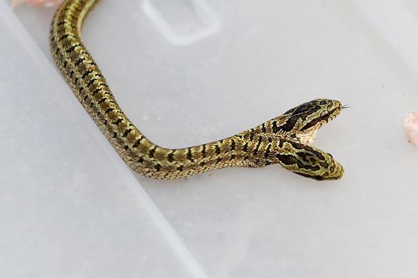 A university research team found that listening to classical music can improve focus while studying