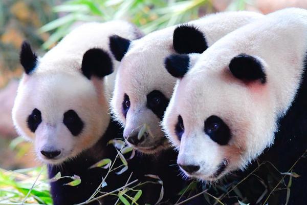 A major tech company revealed its latest smartphone model, featuring improved battery life and advanced camera capabilities.