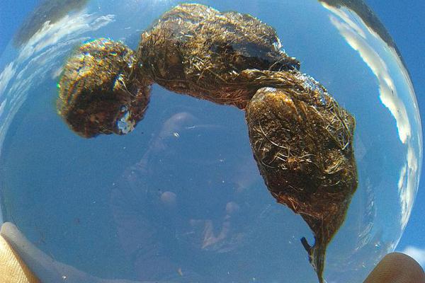 The national soccer team won the continental championship by defeating the defending titleholders 3-1