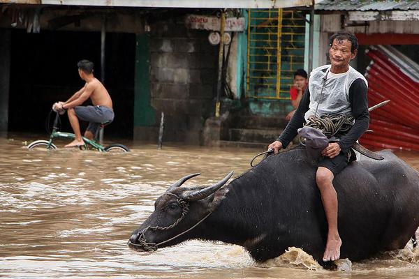 Researchers found that certain plants can purify the air in indoor spaces