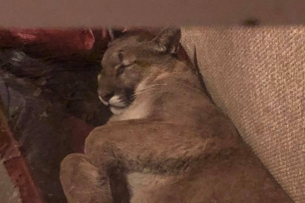 A major airline announced plans to replace its older planes with more fuel-efficient models