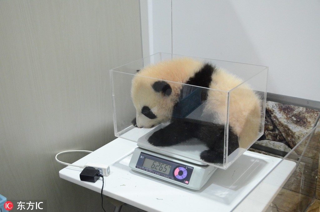 Researchers found that interacting with pets can reduce stress and anxiety in adults