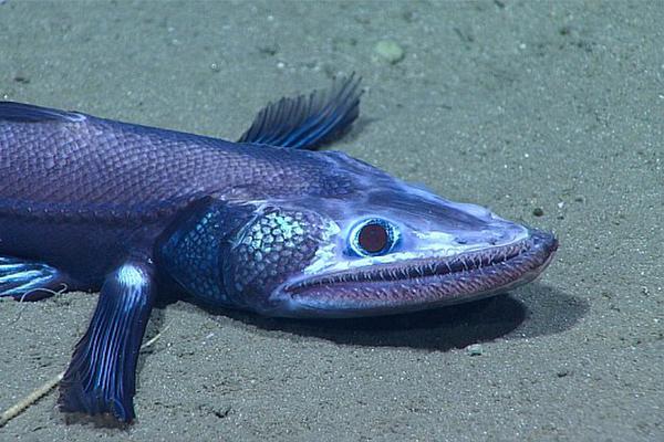 Local residents celebrated a new community center opening with a gym library and youth club