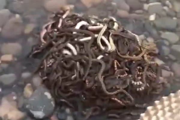 Local authorities launched a polluted river cleanup with volunteers collecting 5 tons of trash