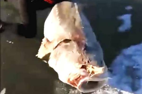 Engineers built a new bridge that can withstand earthquakes and heavy flooding