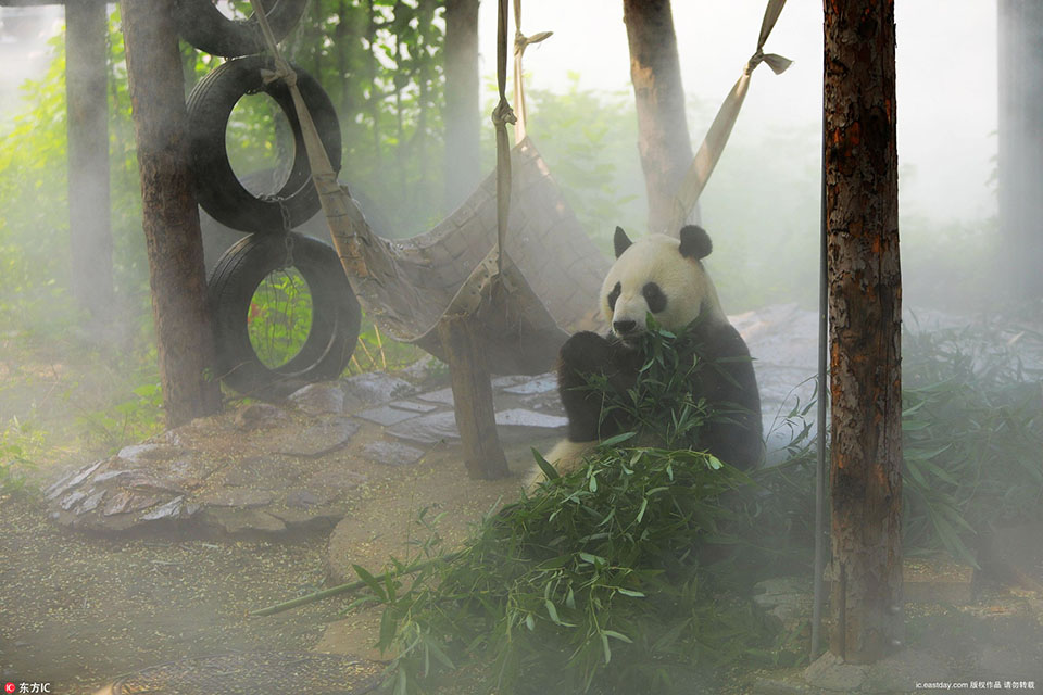 A study found that spending time with pets lowers stress hormones and improves mood in adults