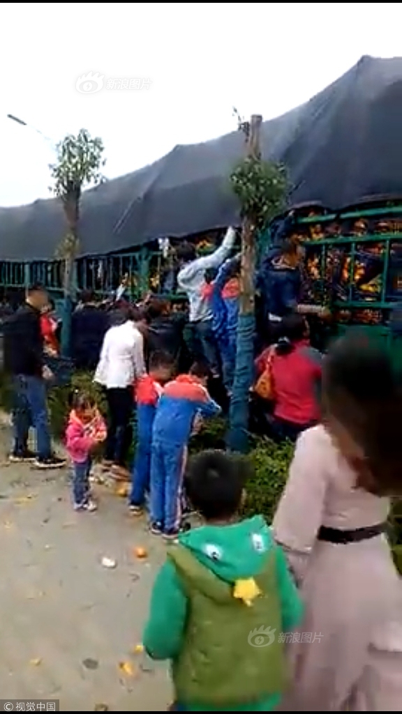 Scientists developed a new vaccine to protect chickens from a highly contagious disease