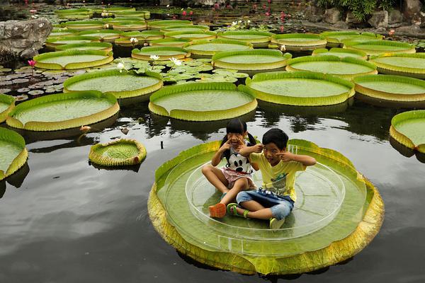 Researchers found that eating fish regularly can improve brain health in children