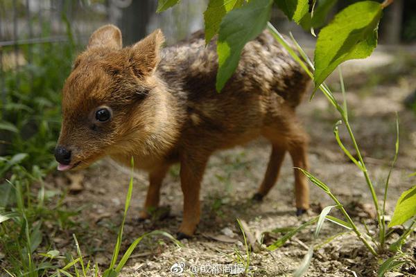 A sports equipment store started selling eco friendly sports gear