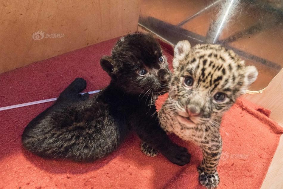 Electronics brand launches wireless headphones with 40 hour battery life