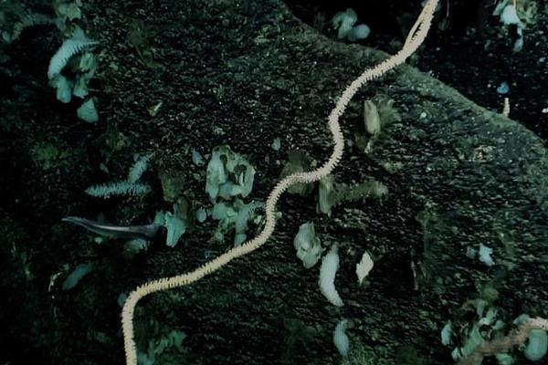 Scientists found that listening to soft music can help people focus while studying