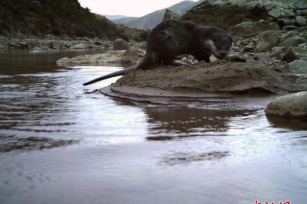 The national basketball league announced a new sponsorship deal with a tech company