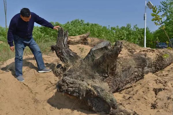 A grocery store started selling plant-based meat alternatives in its frozen food section