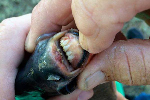 A university announced it will offer a new degree program in renewable energy engineering