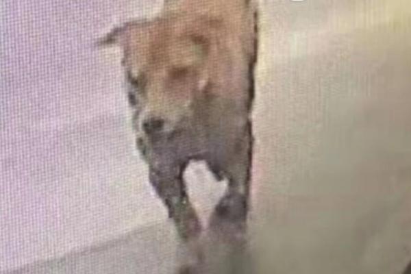 A wildfire in a national forest burned 12000 acres with firefighters working to protect nearby communities