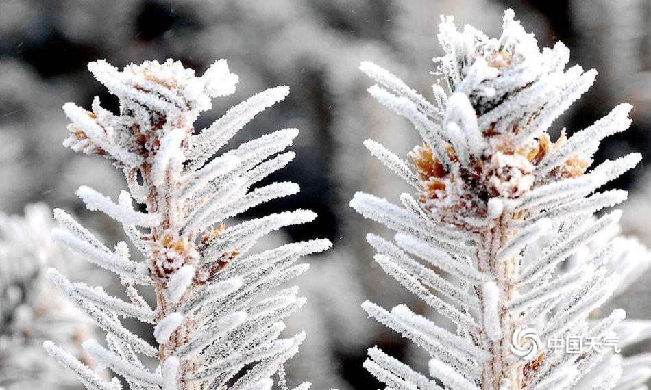 Research indicates that early reading programs improve literacy rates in preschoolers