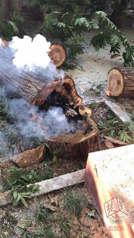 Hikers find rare orchid species in mountain nature reserve