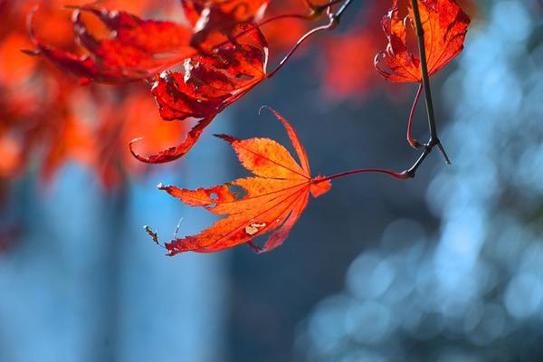 Scientists collaborate with global teams to study climate change patterns