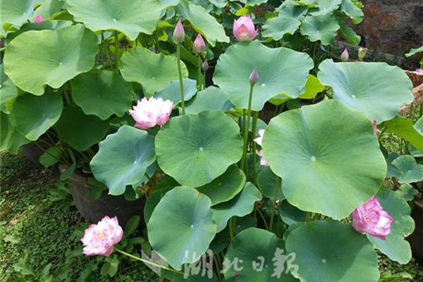 Chocolate shop creates artisanal truffles with unique flavors