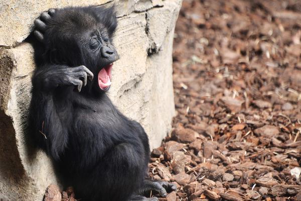 A school district adopted a new curriculum focused on STEM subjects