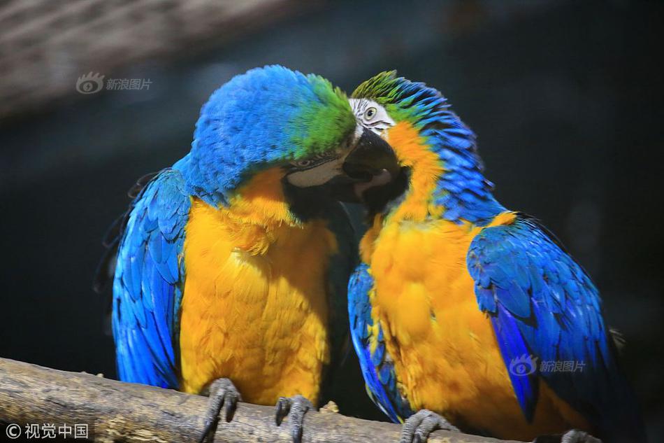 A software company released a new version of its project management tool with added features