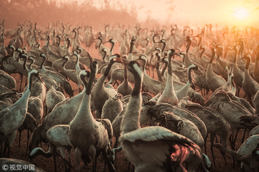 A farm began selling grass-fed beef at a local butcher shop
