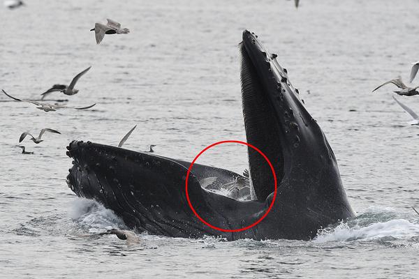 A community organized a neighborhood watch program to improve safety in the area