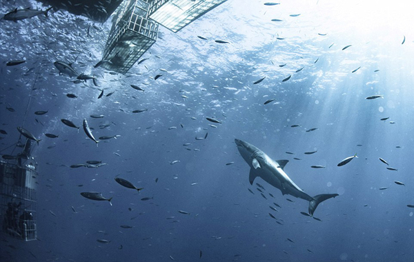 A legendary singer announced a comeback tour after 15 years of retirement