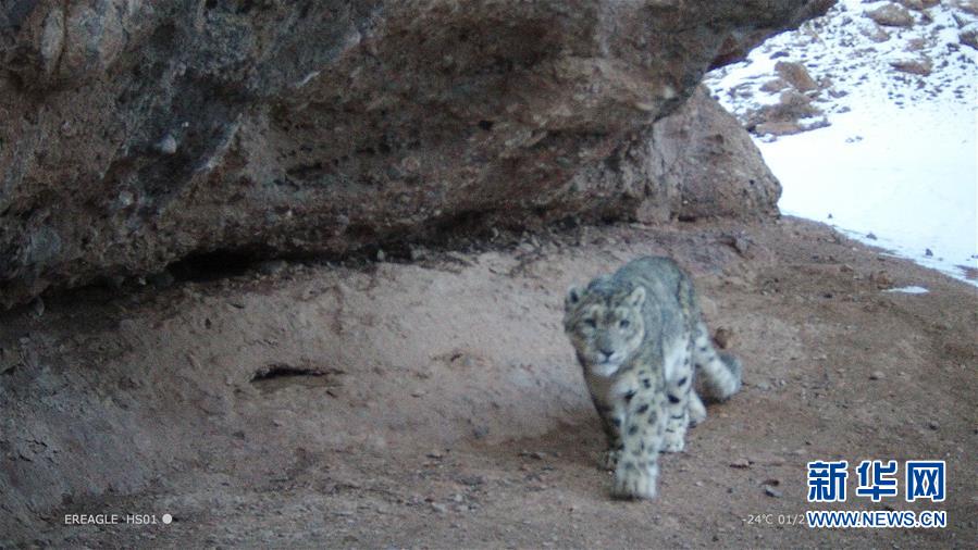 Researchers found that drinking green tea regularly can lower the risk of certain diseases