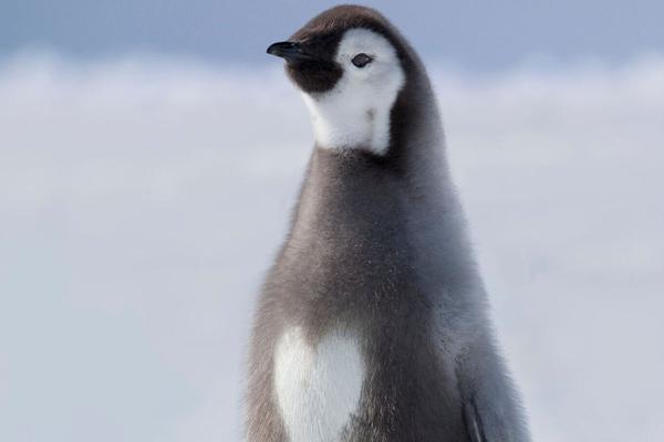 Archaeologists discovered an ancient temple in a remote area dating back over 2250 years