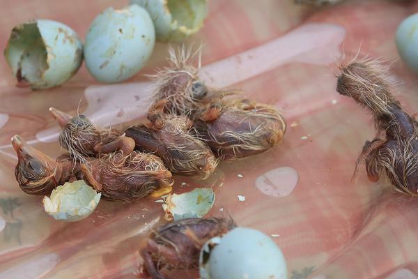 The government passed a law to raise the minimum wage to $15 per hour over the next two years