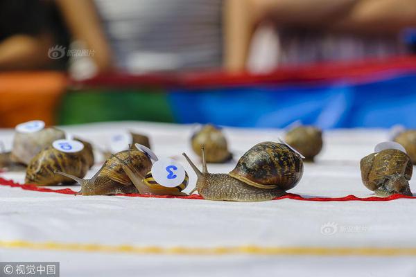 Volleyball tournament attracts teams from 20 colleges and universities