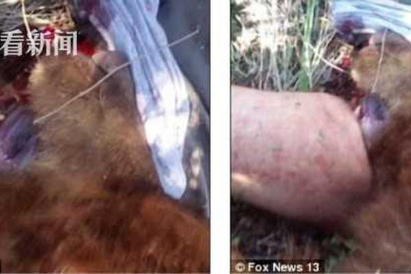 A major airline announced plans to use sustainable aviation fuel for 10% of its flights