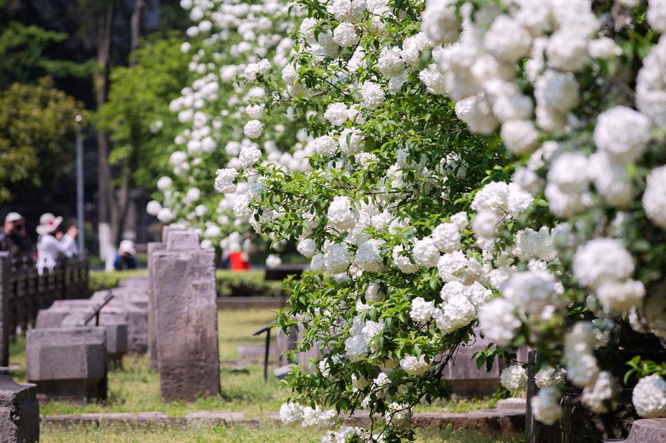 Local restaurants started offering outdoor dining options to accommodate more customers