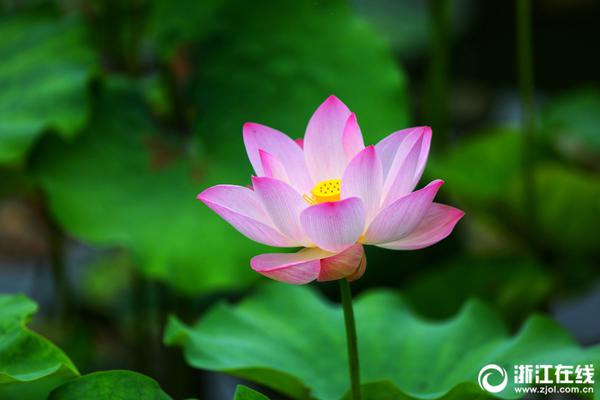 The national hockey team won a crucial match to stay in the competition