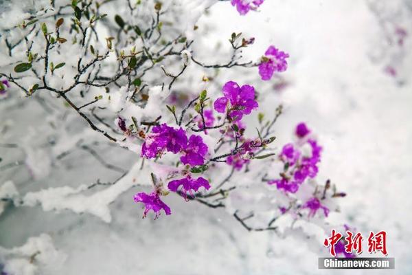 Study finds that essential oils like lavender improve sleep quality