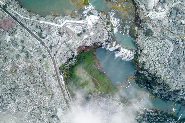 Volunteers planted over 10,000 trees in a local forest to restore damaged ecosystems