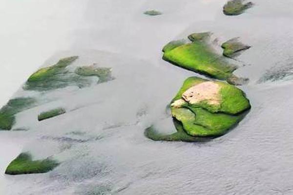 A pet rescue organization started a 